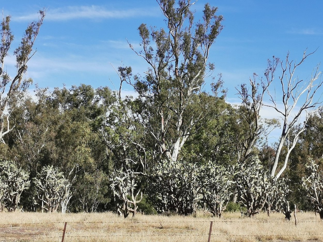 Kurumbula что это