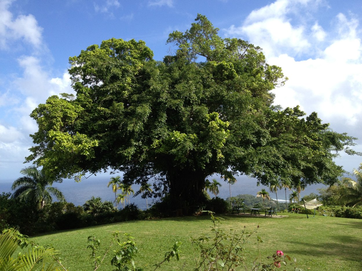 Кампешевое дерево Ямайка