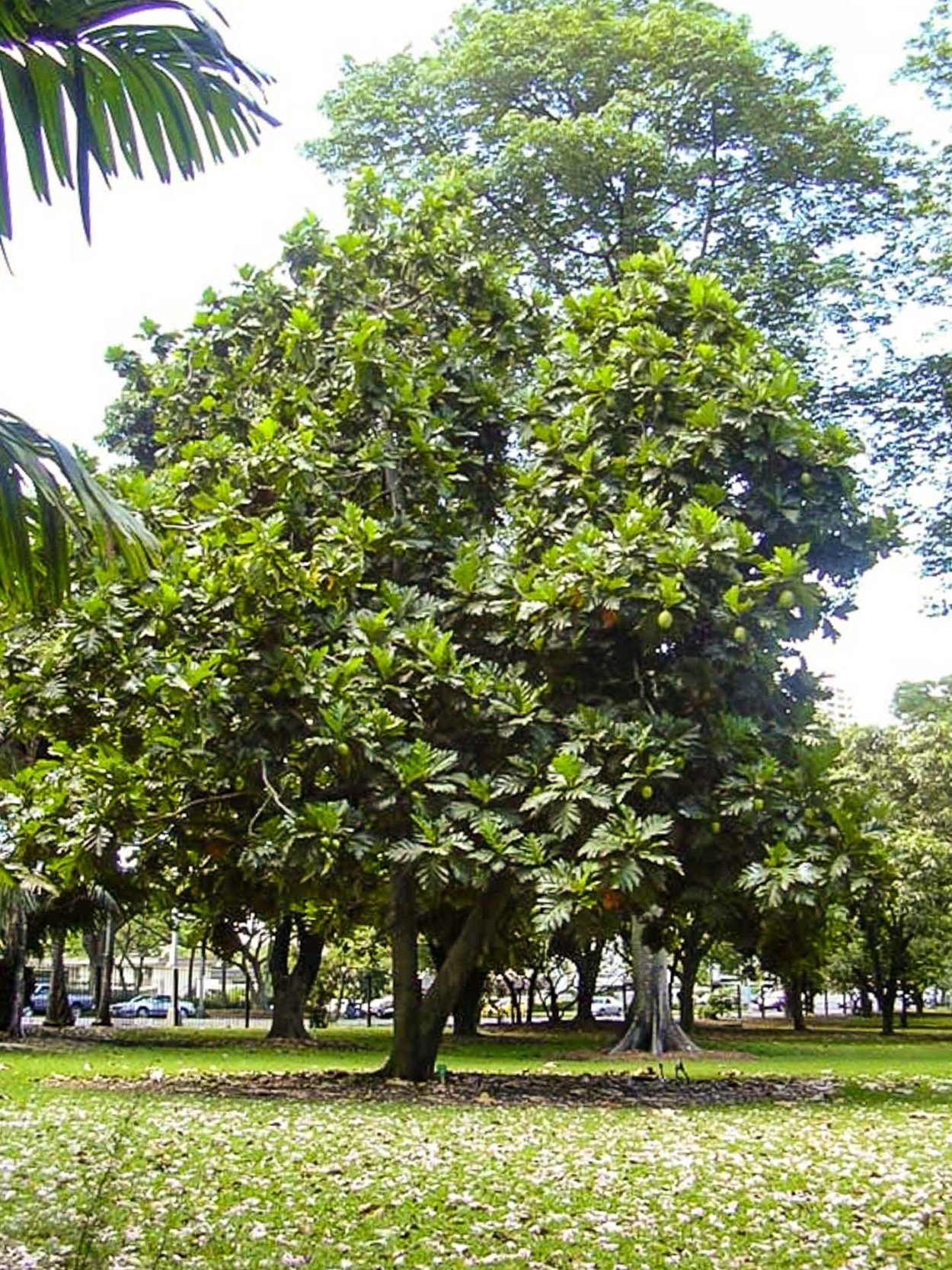 Вилга дерево