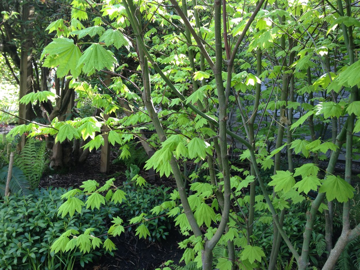 Клен завитой Acer circinatum