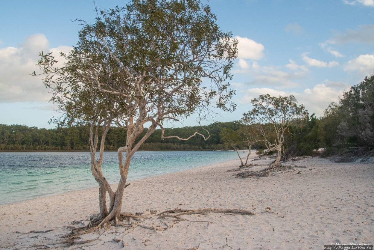 Вилга дерево
