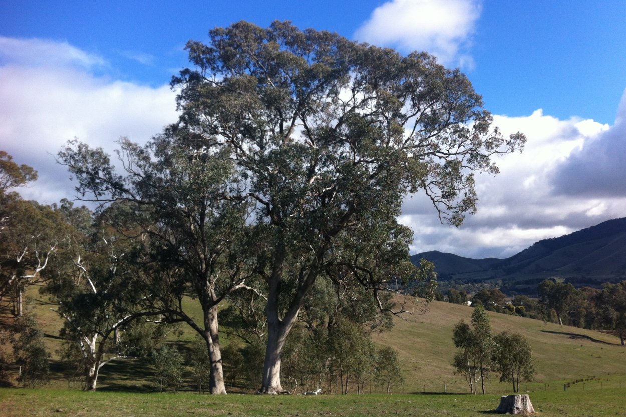 Эвкалипт царственный дерево Австралии