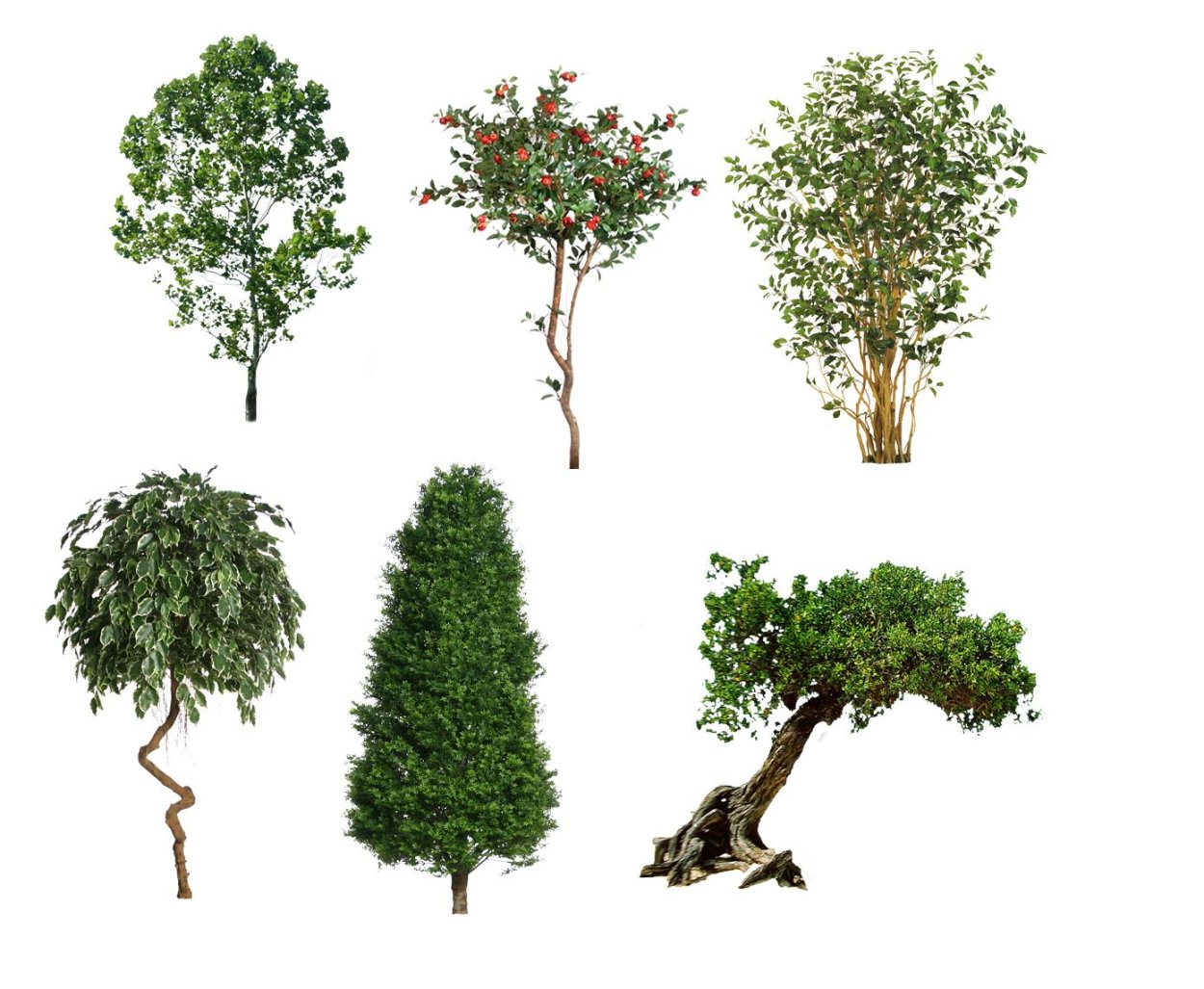 Деревья для проекта