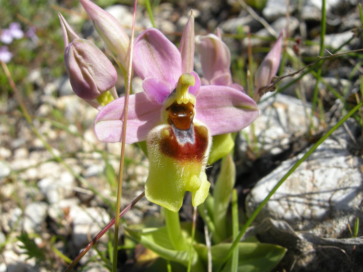 Дикая Горная Орхидея