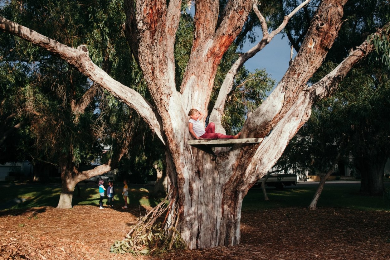 День дерева в Австралии