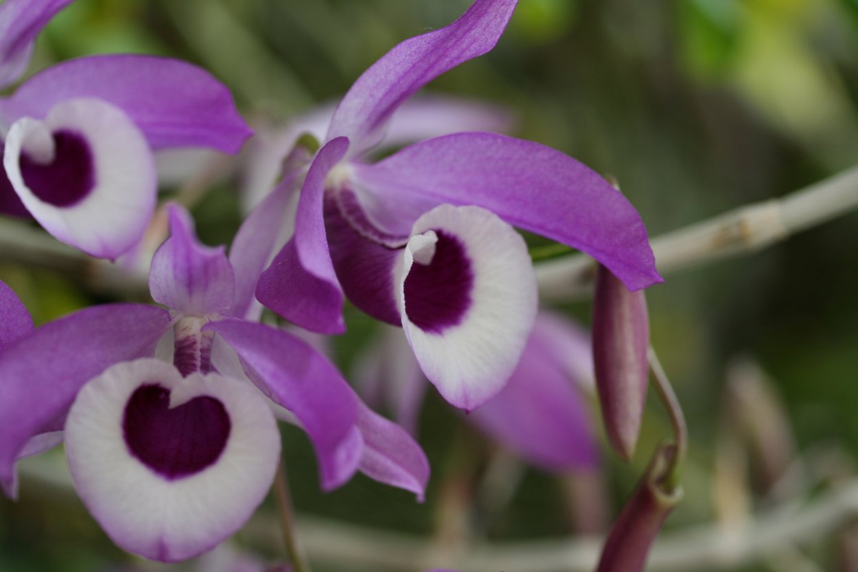 Пафиопедилум Ролфи