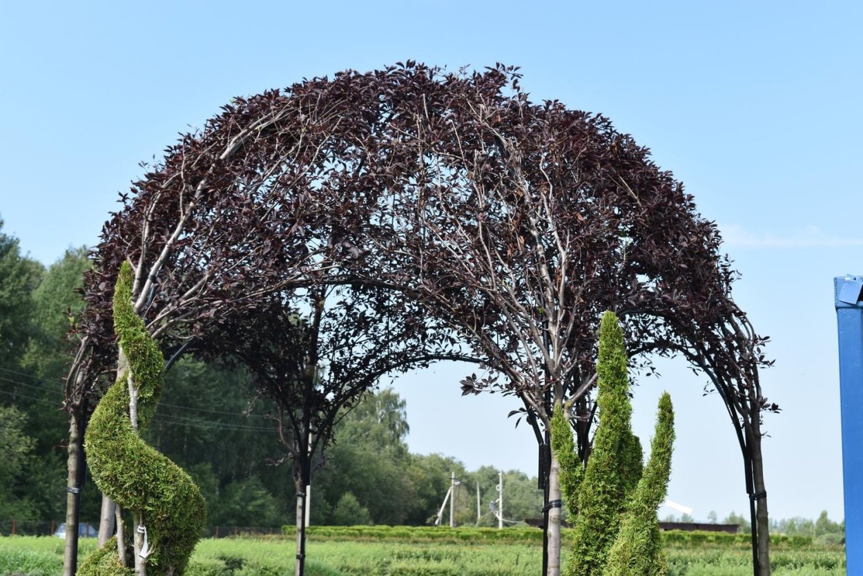 Фотофон с вербой