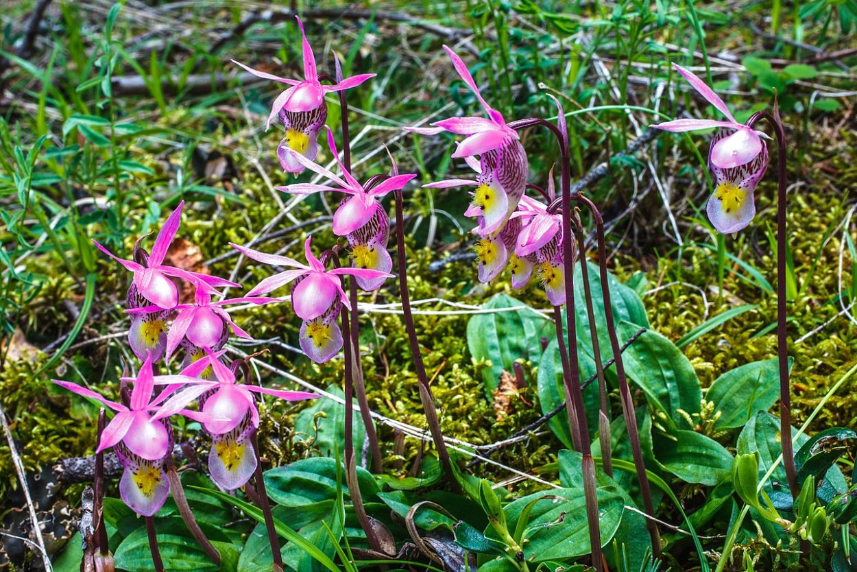 Калипсо клубневая