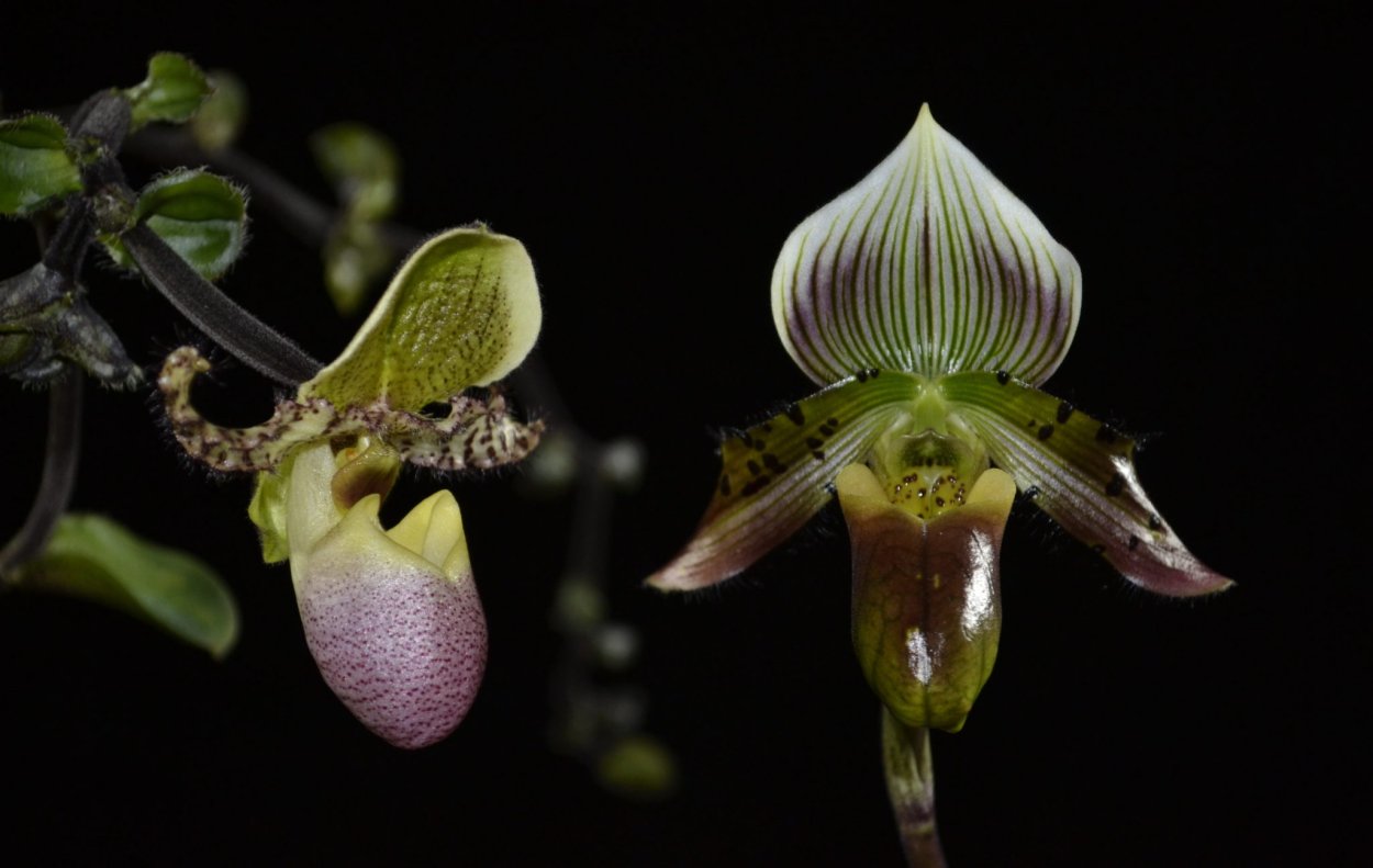 Орхидея Монтион