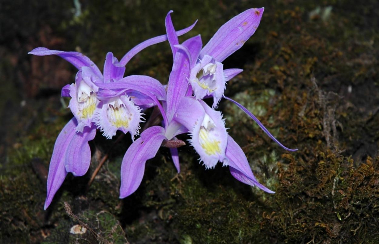 Орхидея Sikkim