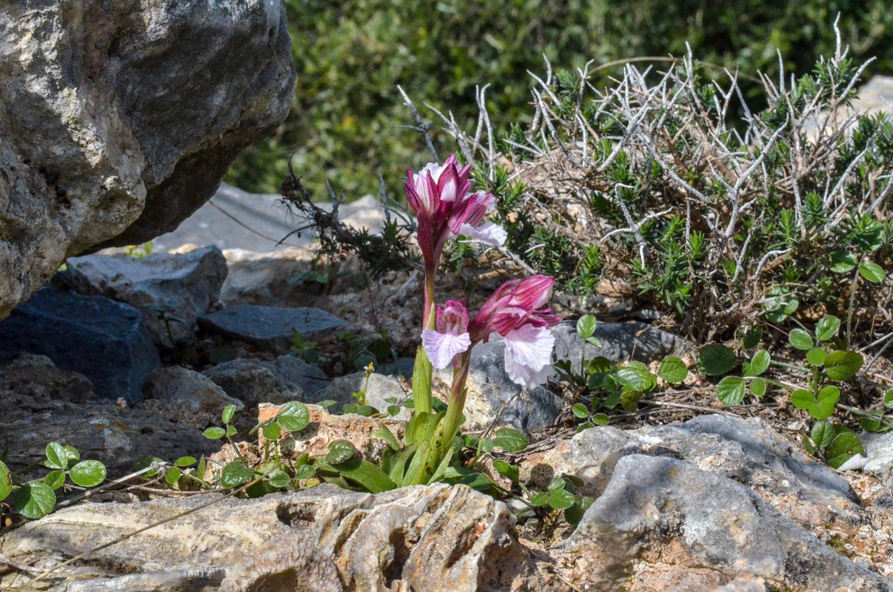 Орхидея Zambezi