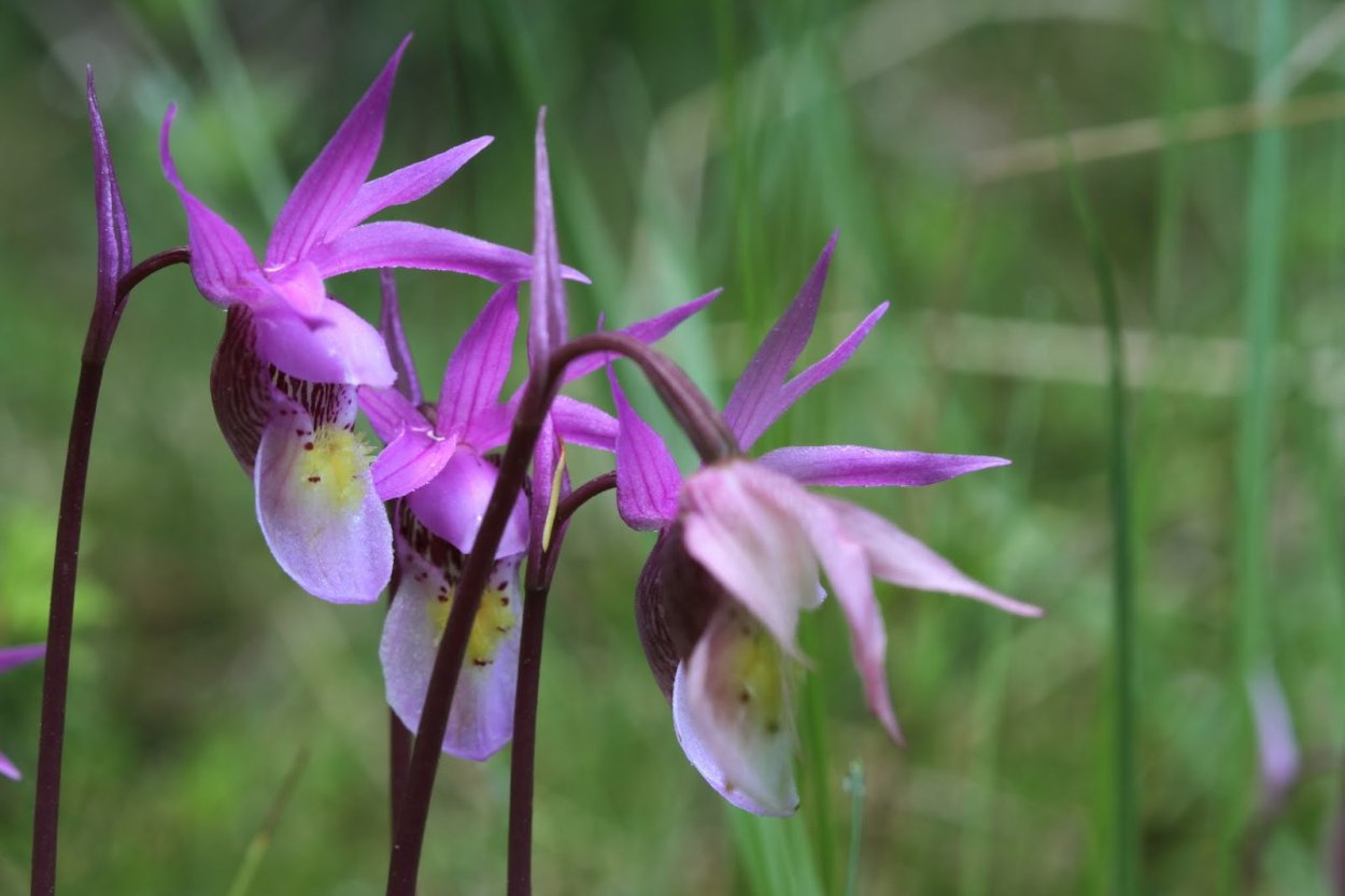 Калипсо луковичная Calypso bulbosa