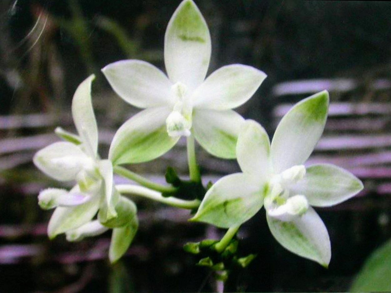 Серапис сошниковый