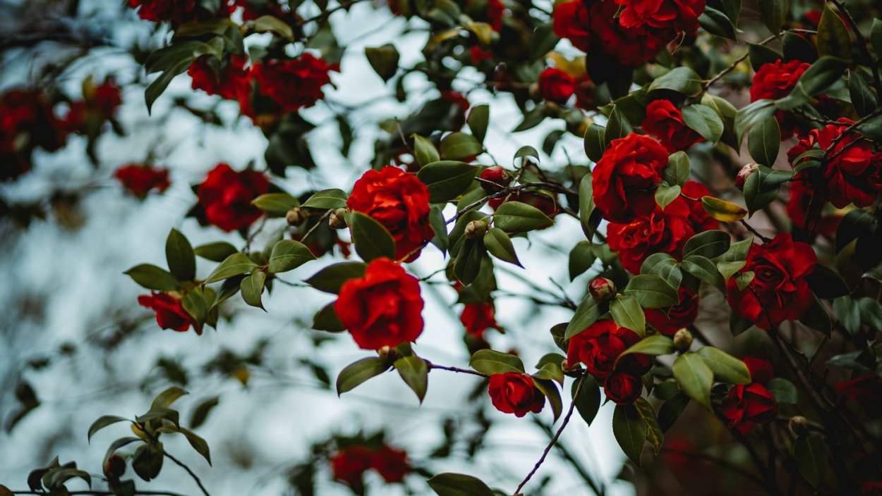 Роза кустовая красная куст