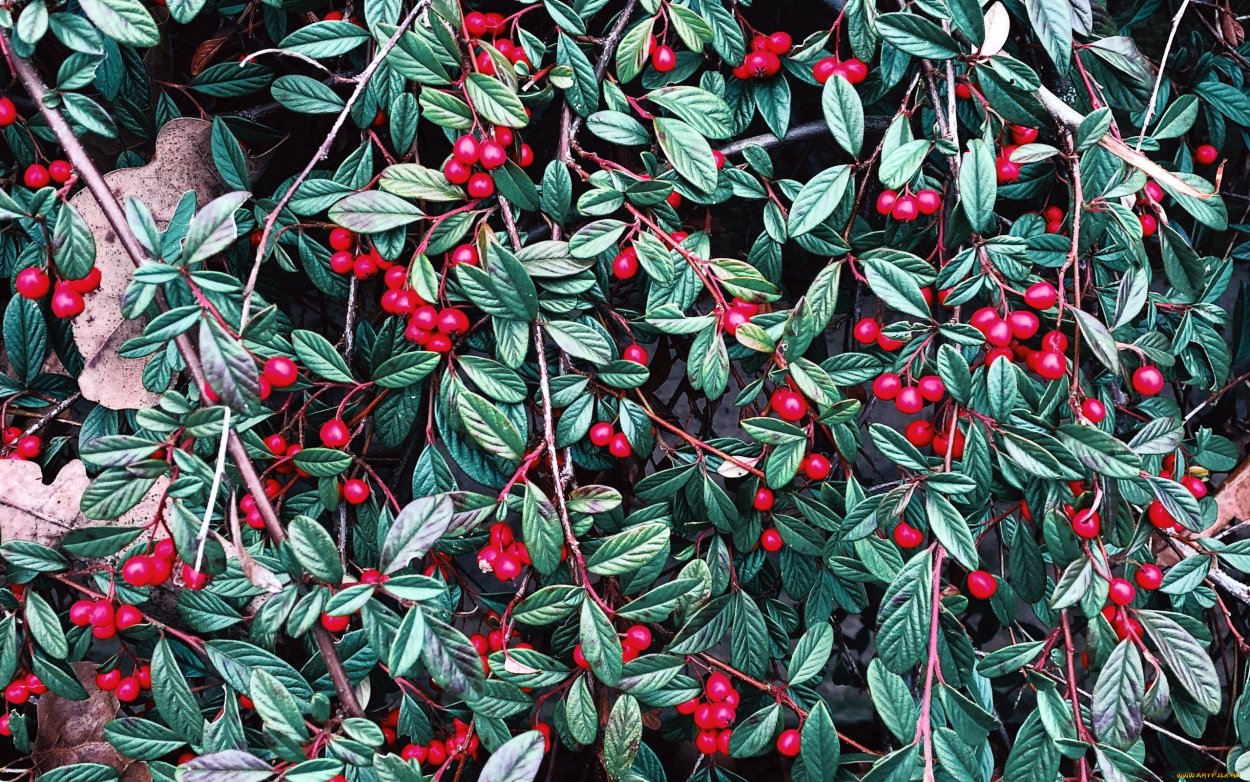 Айва японская Chaenomeles japonica