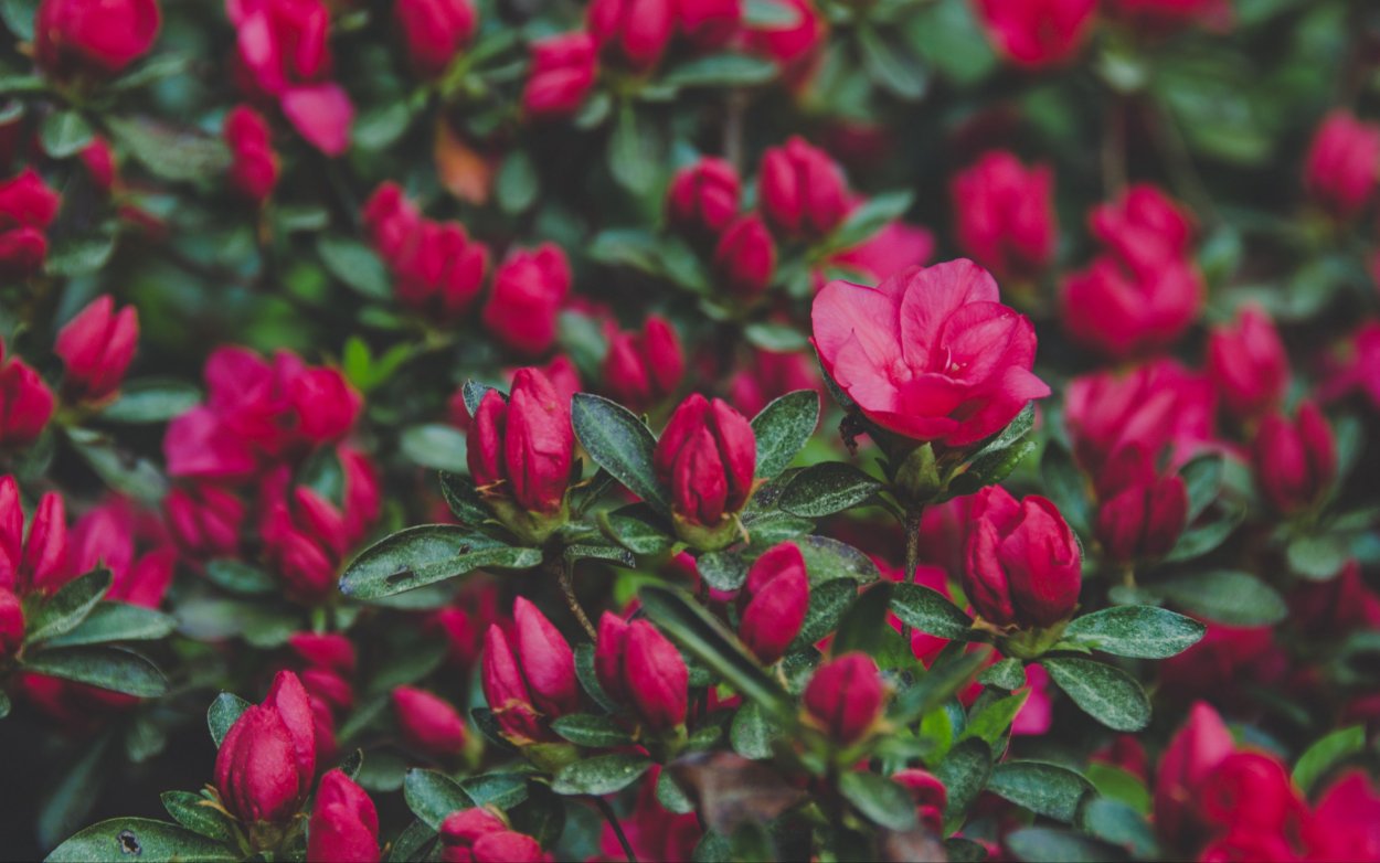 Куст цветов