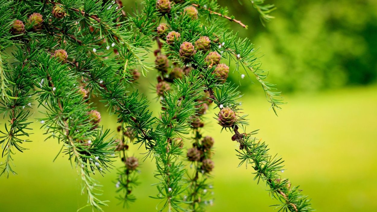 Хвойная веточка лиственница