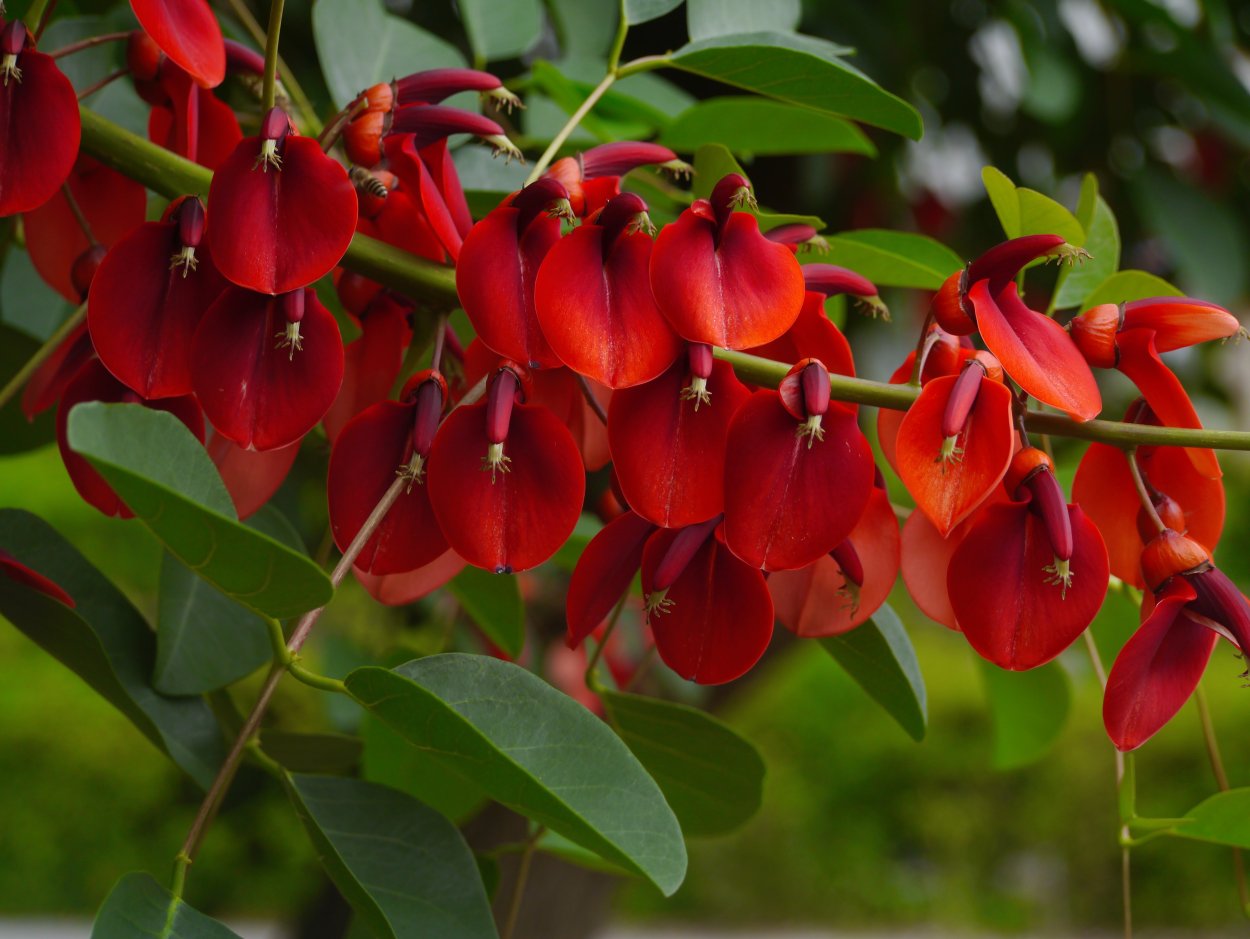 Куст розы Хельмут