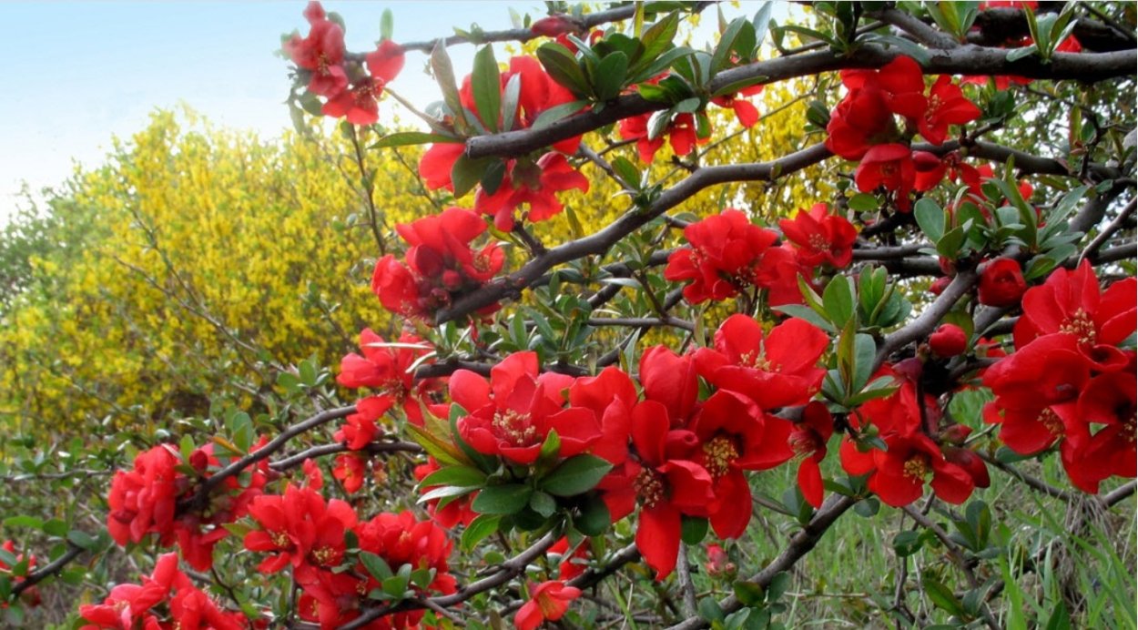 Айва японская Chaenomeles japonica