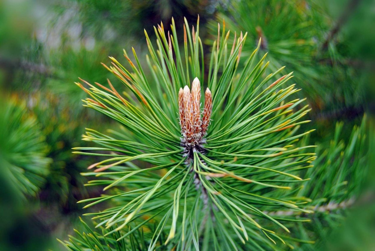 Сосна Веймутова хвоя