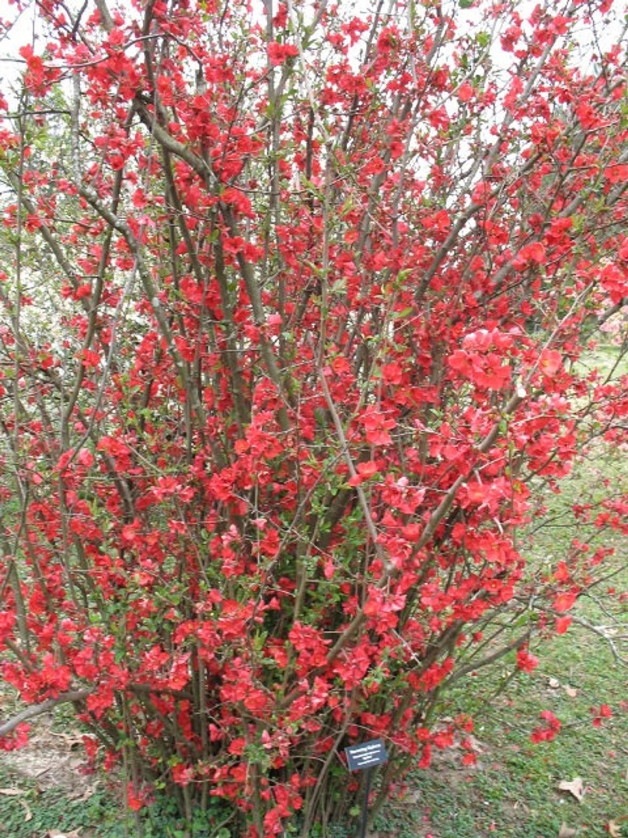 Бересклет американский