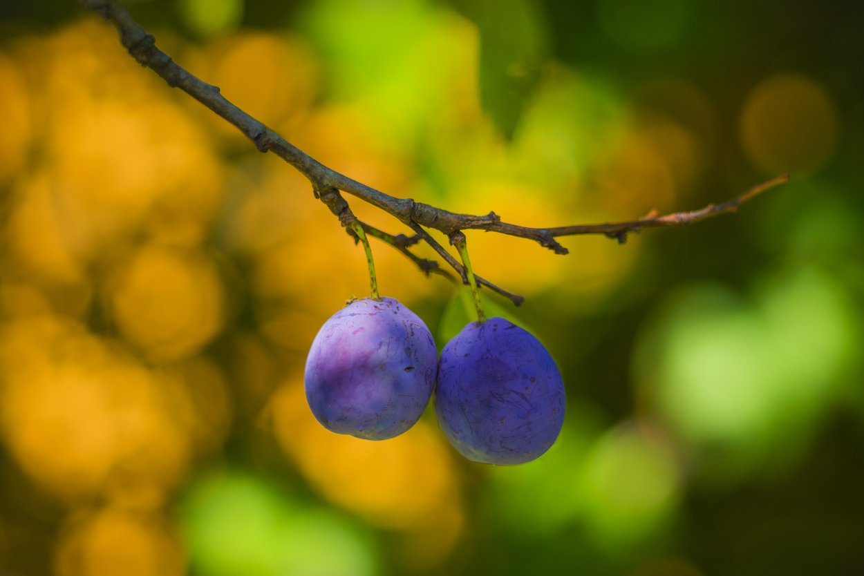 Ветка сливы