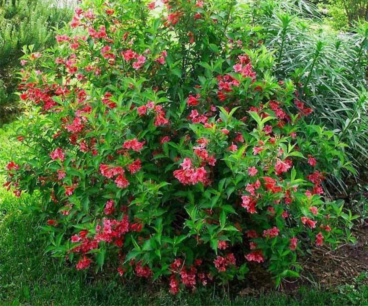 Вейгела Цветущая ред принц