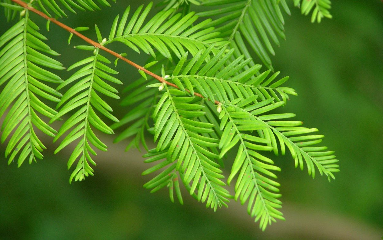 Метасеквойя хвоя