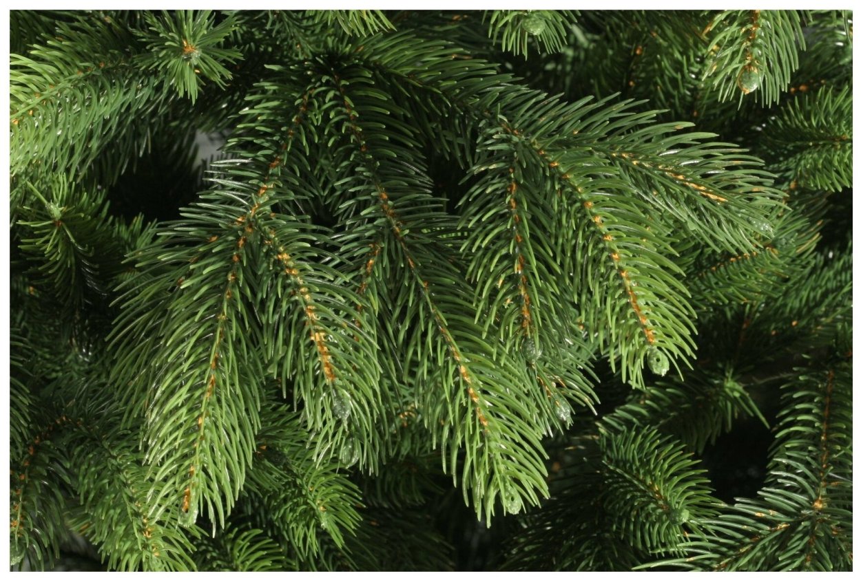 Обои на телефон хвоя