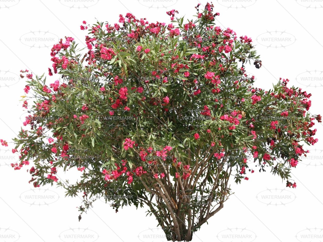 Ribes sanguineum King Edward VII