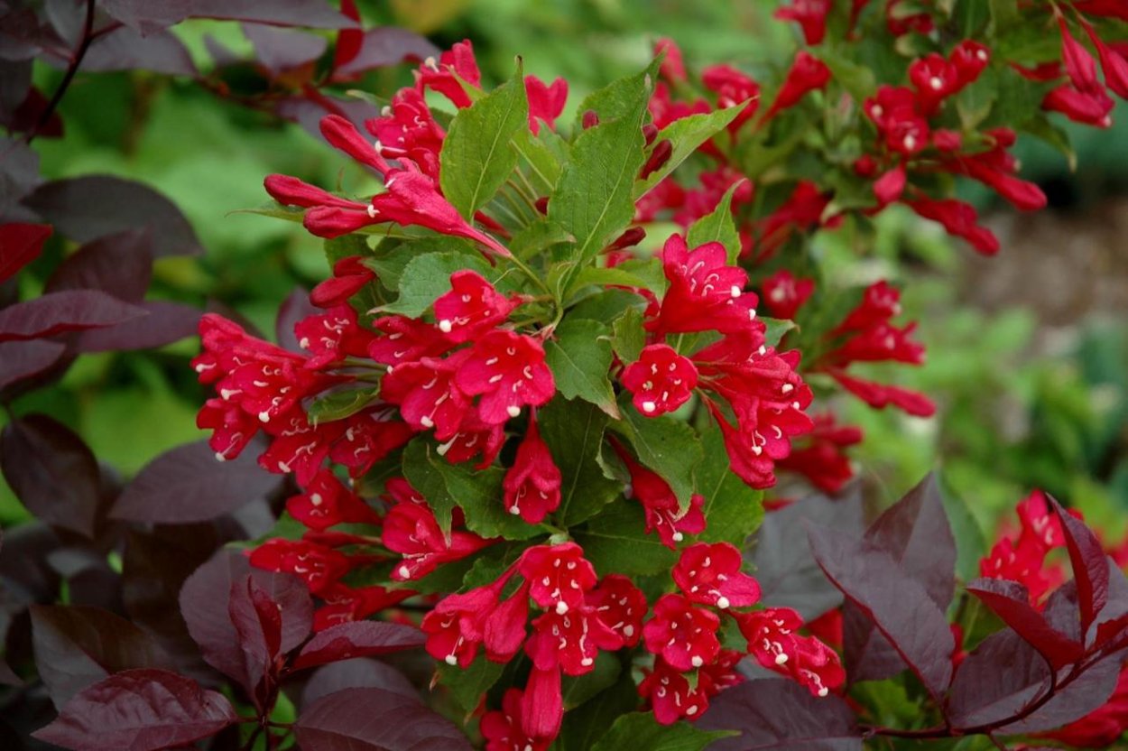 Ксут с красными цветами