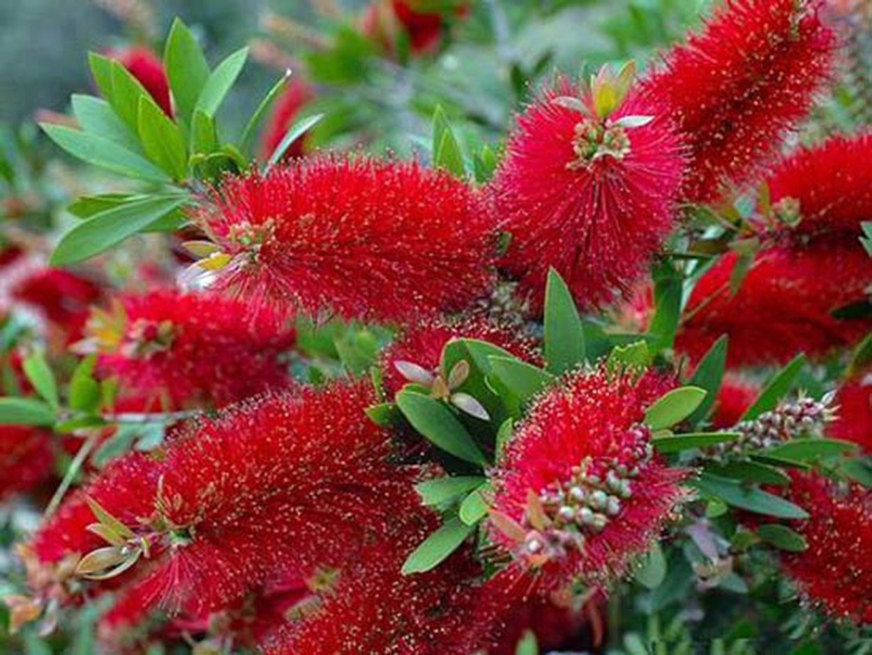 Цветущие кустарники