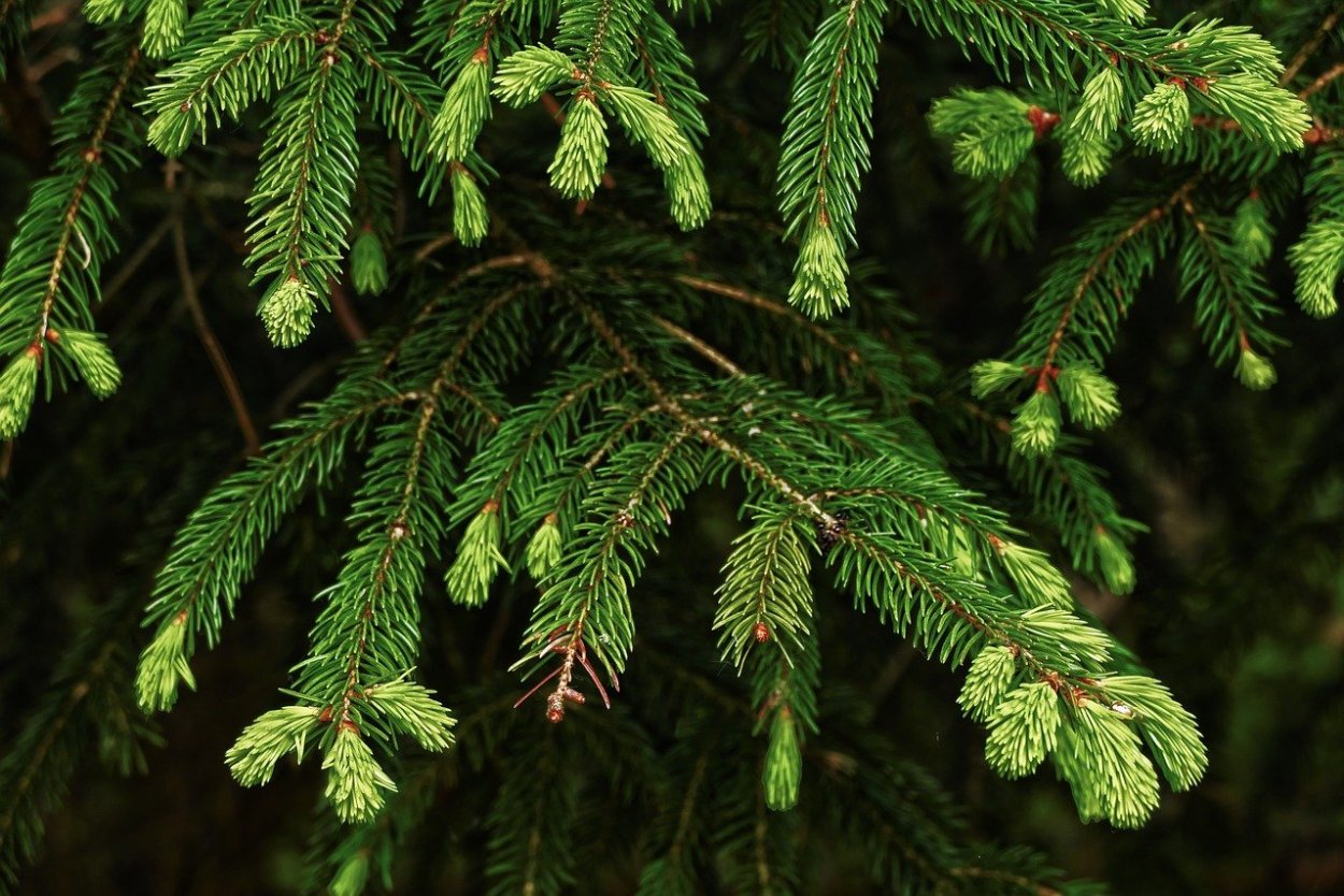 Сосна Excelsa wallichiana