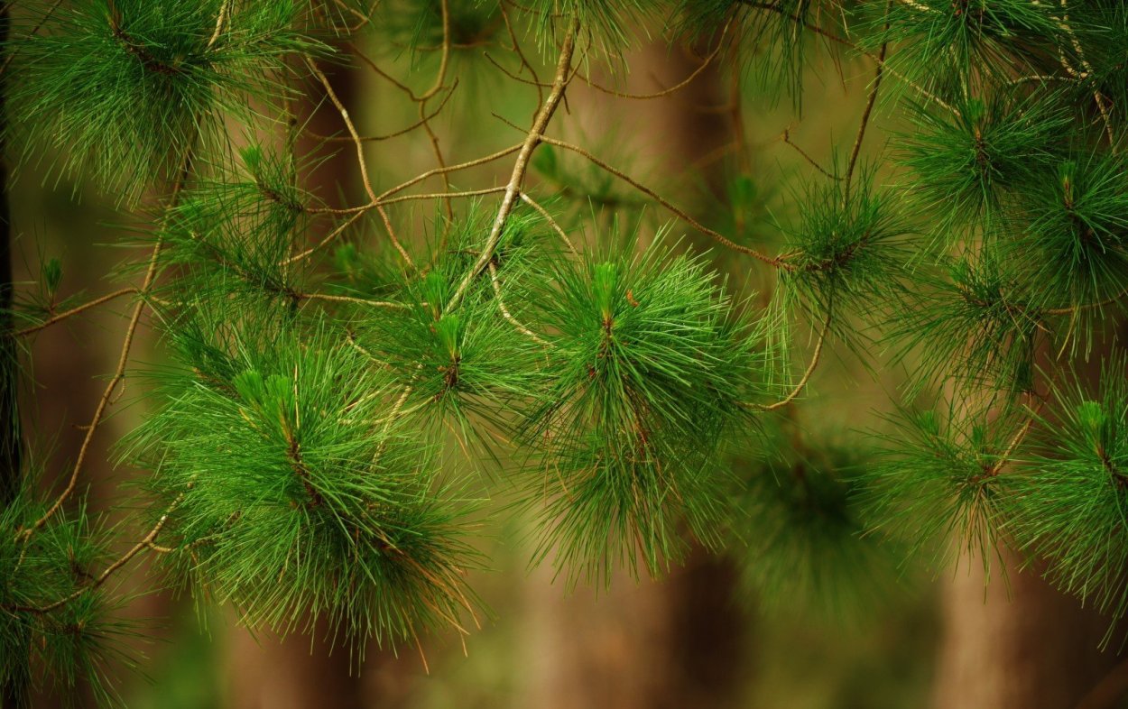 Пихта Нордмана