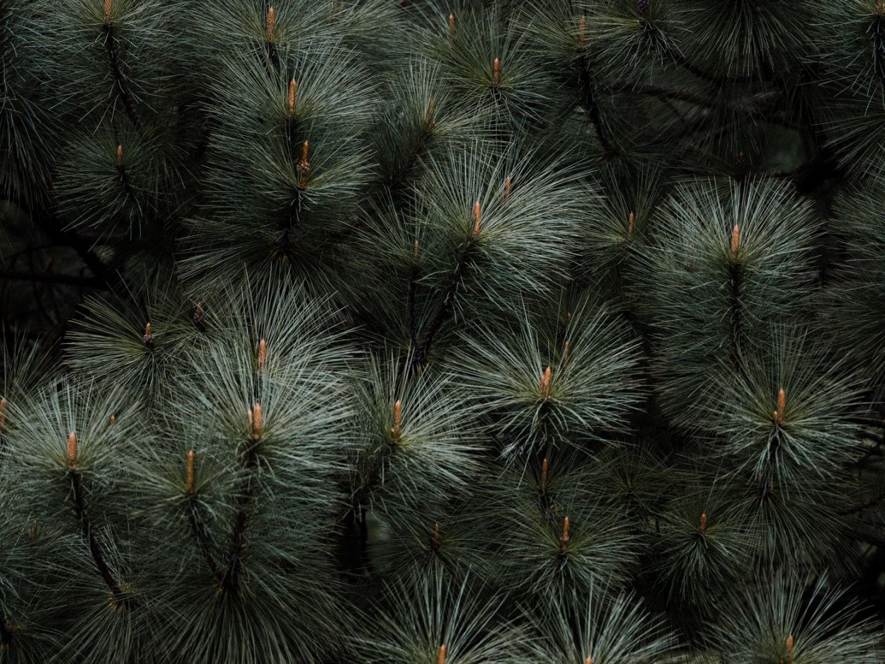 Фон хвоя в снегу