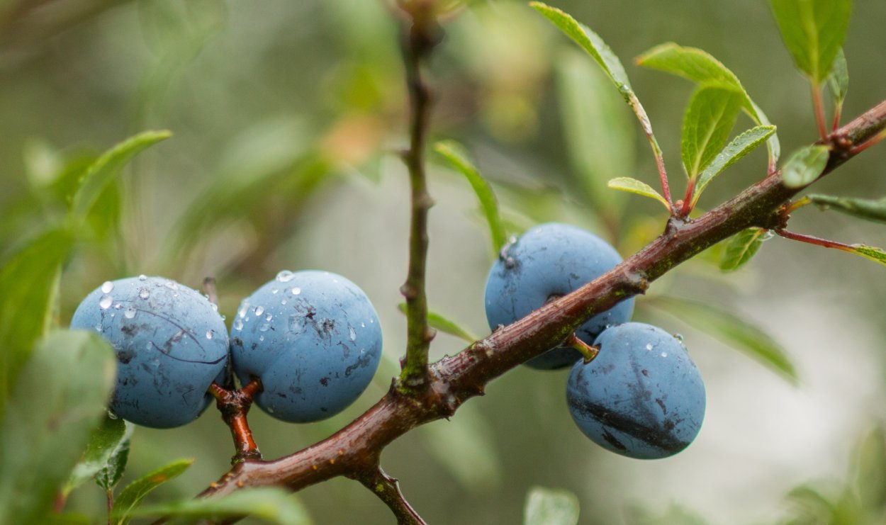 Слива Prunus domestica