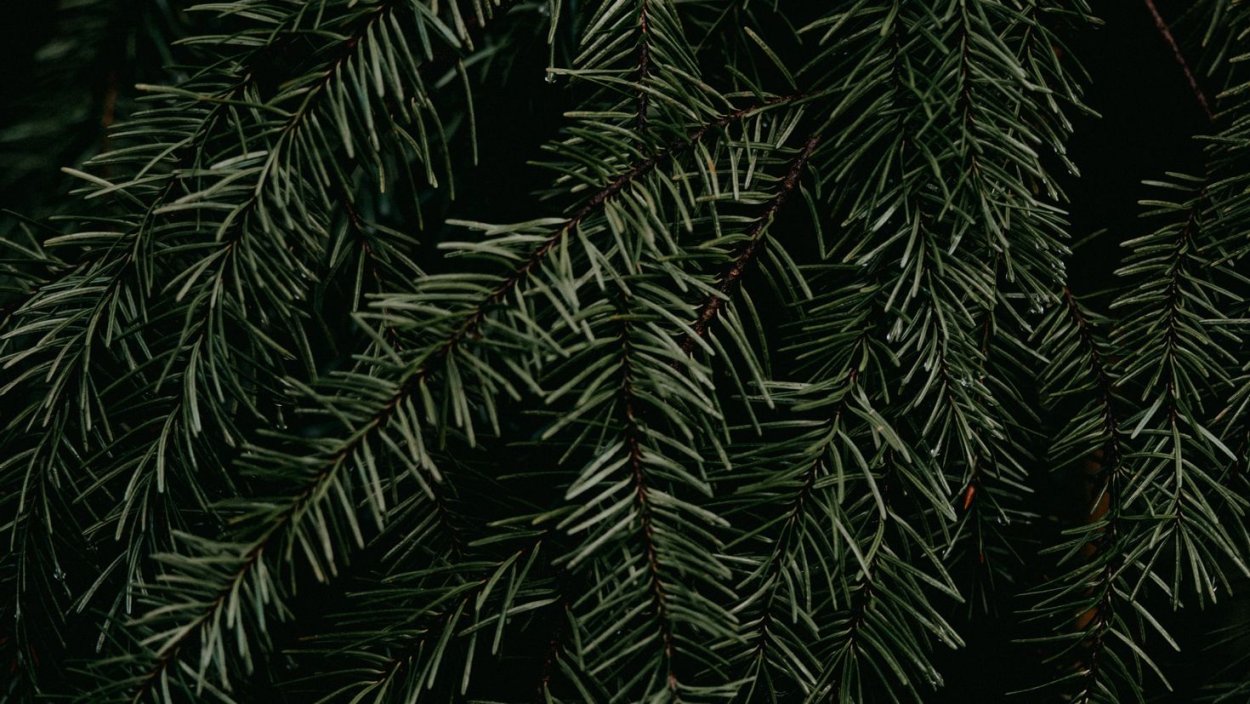 Хвойная веточка Эстетика