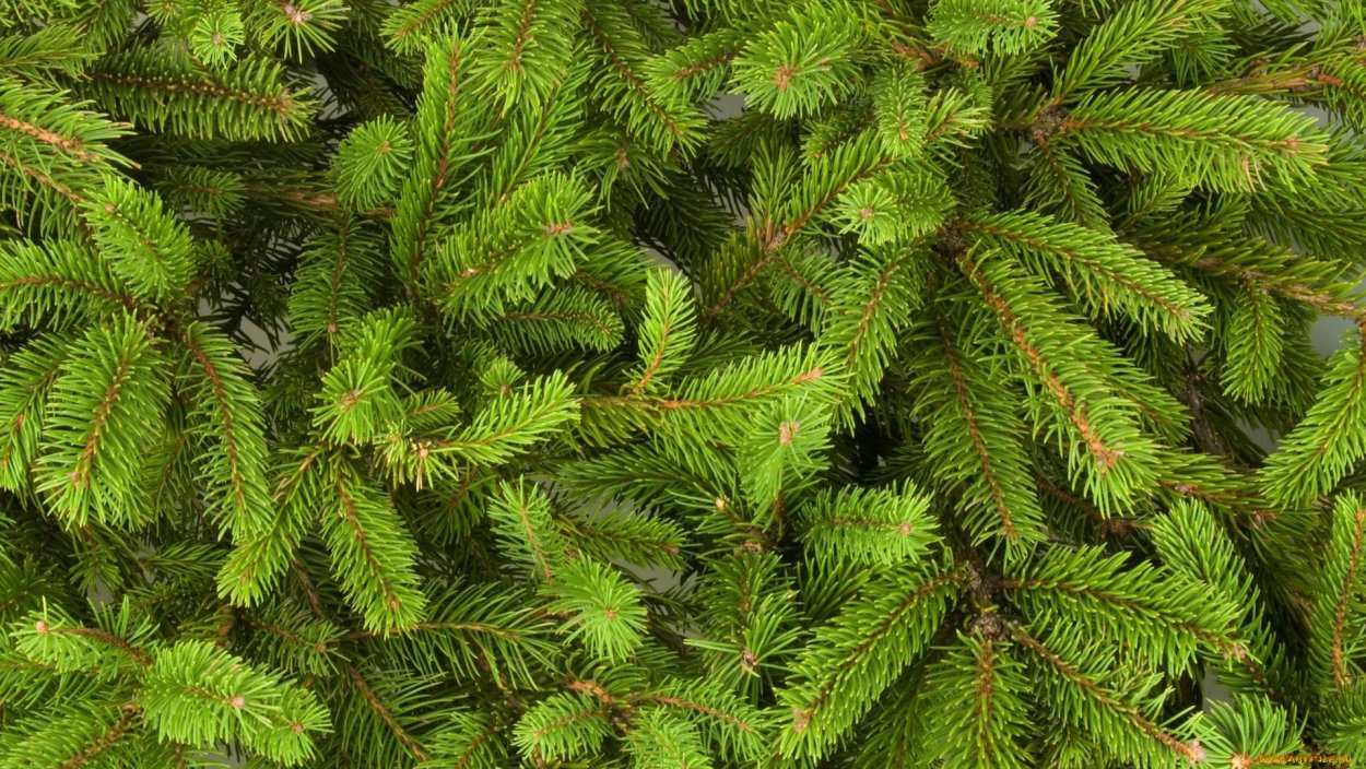 Красивая Еловая ветка