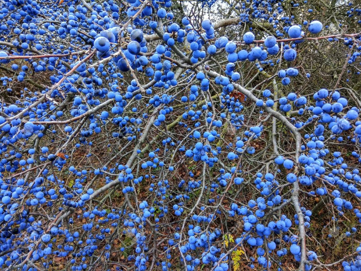 Слива яйцевидная синяя