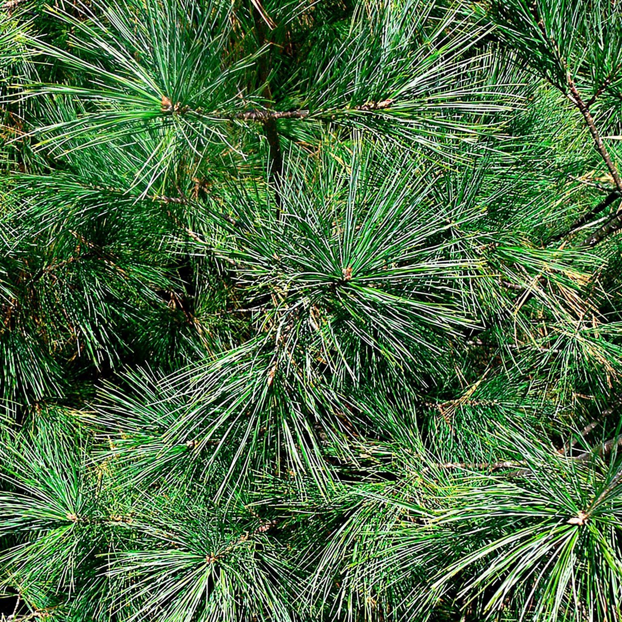 Ель европейская иголки