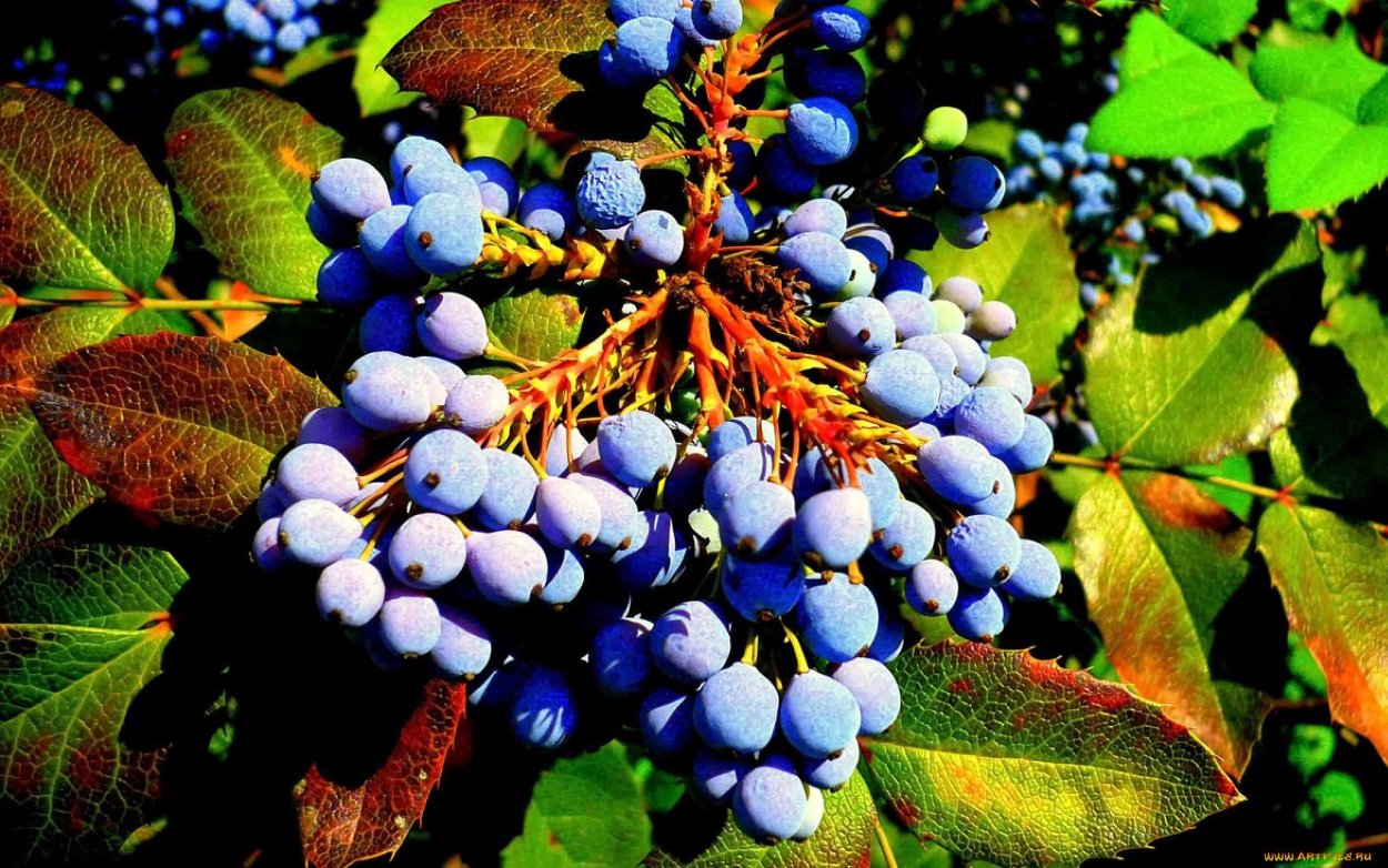 Дерево с синими плодами