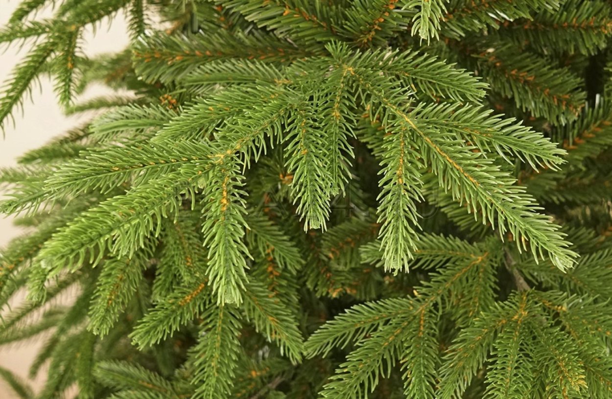 Темная хвоя