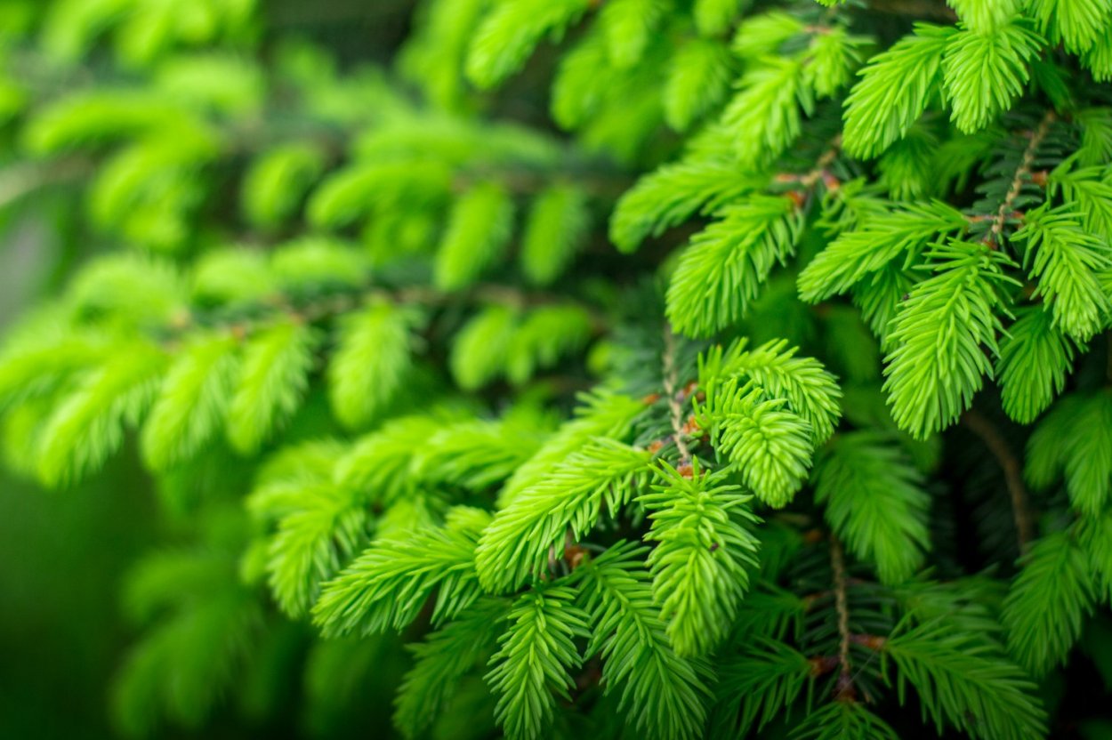 Хвойное растение с мягкой хвоей
