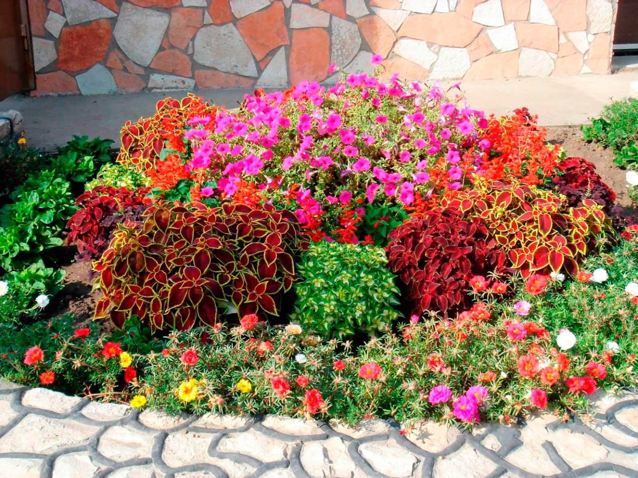 Колеус и цинерария