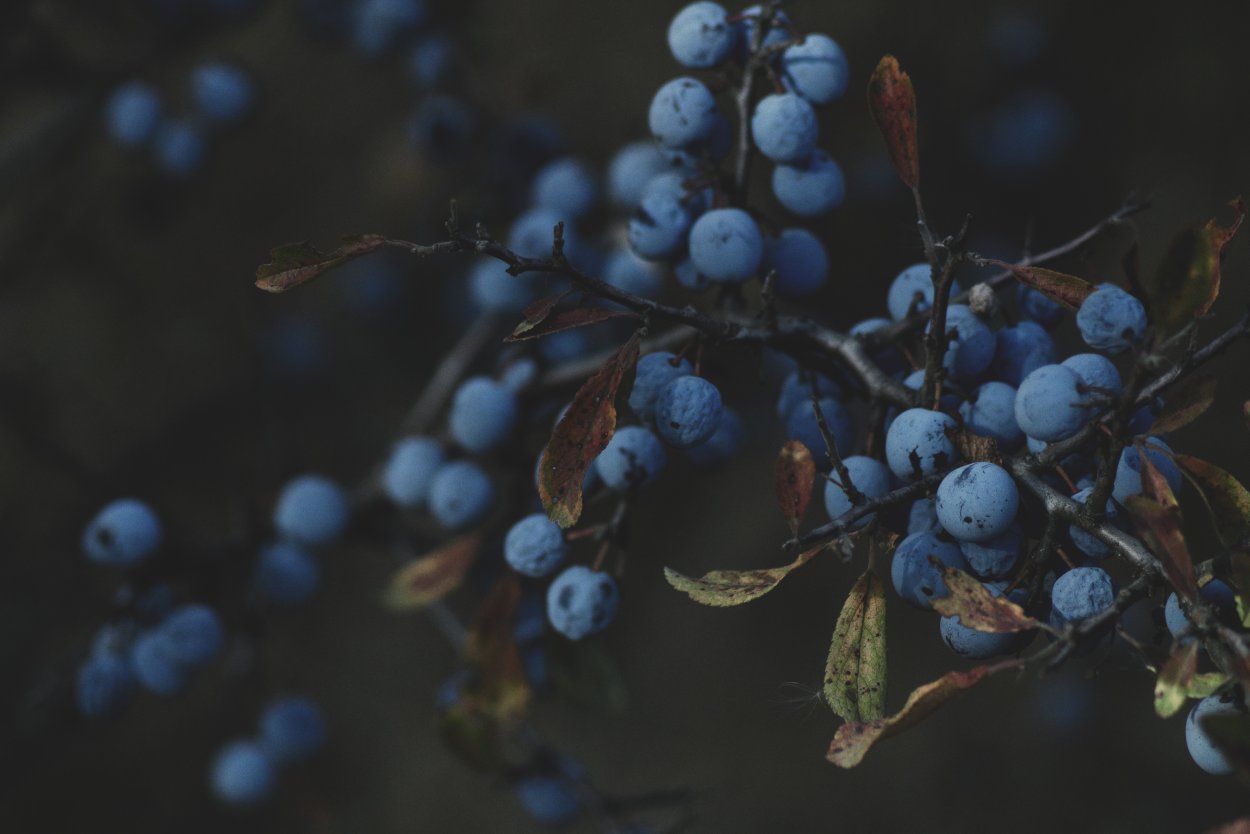 Слива сорт венгерка Московская