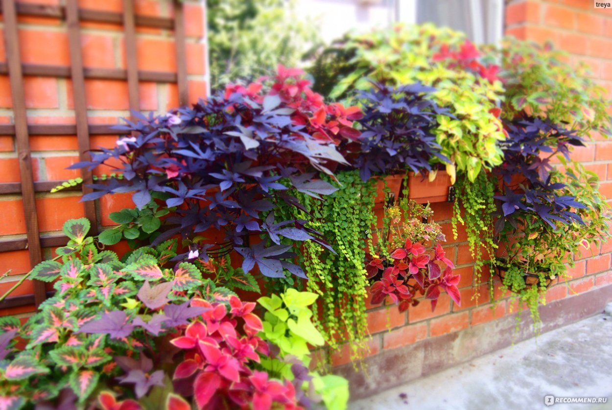 Роза дендрон клумбы