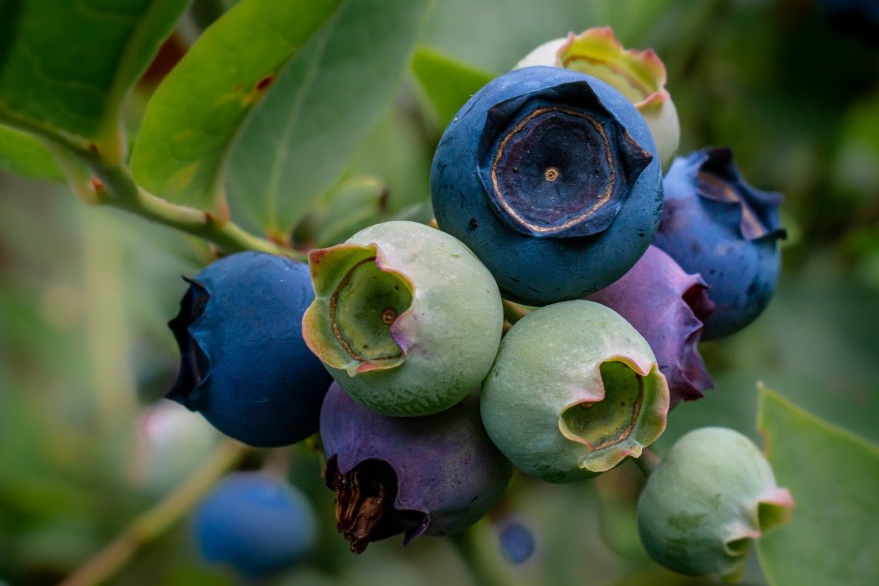 Синие колючие ягоды