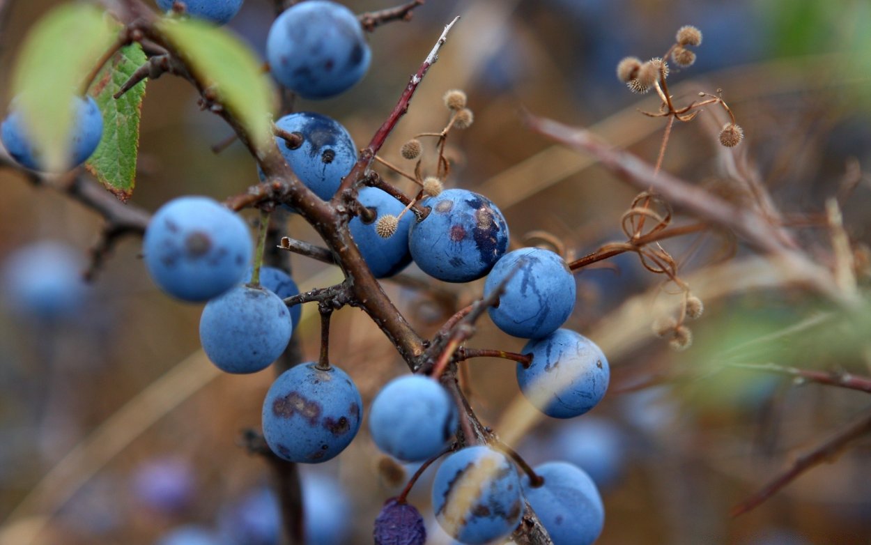 Ashvin Harrison Art Tree