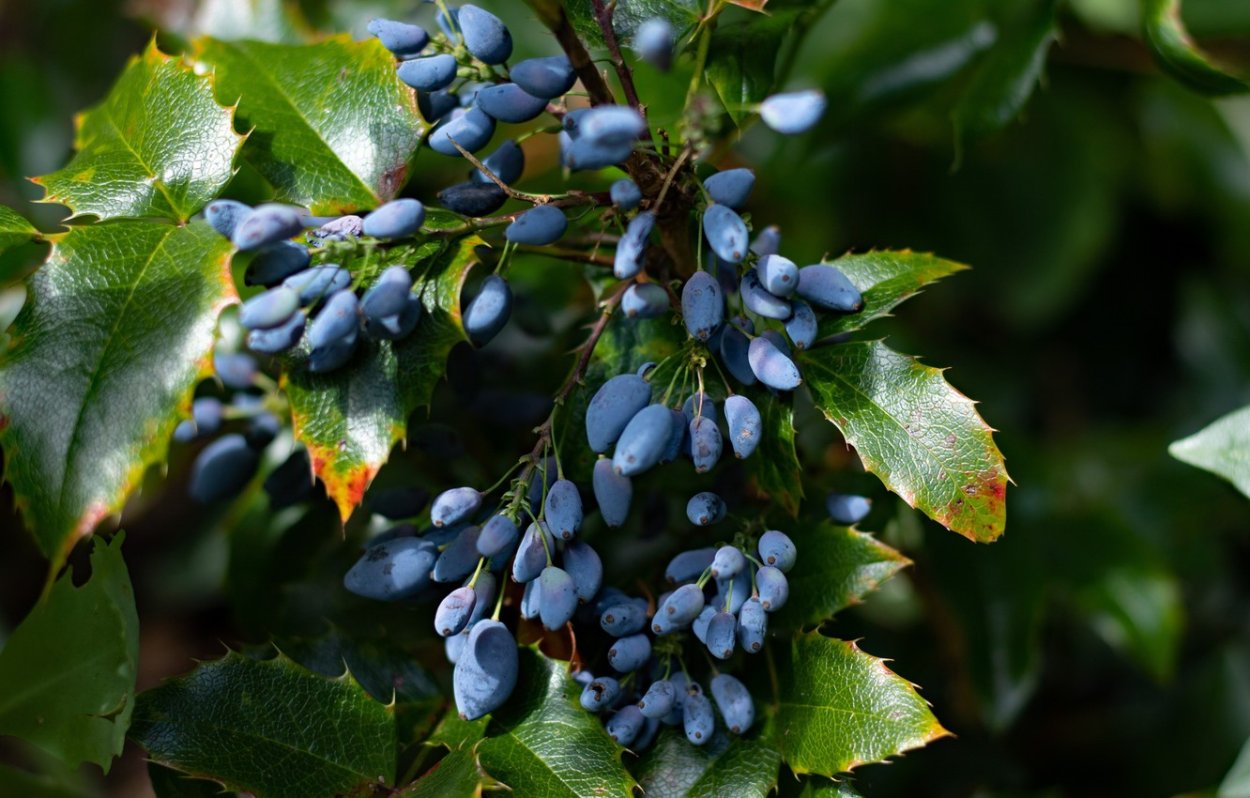Куст Магония голубые ягоды