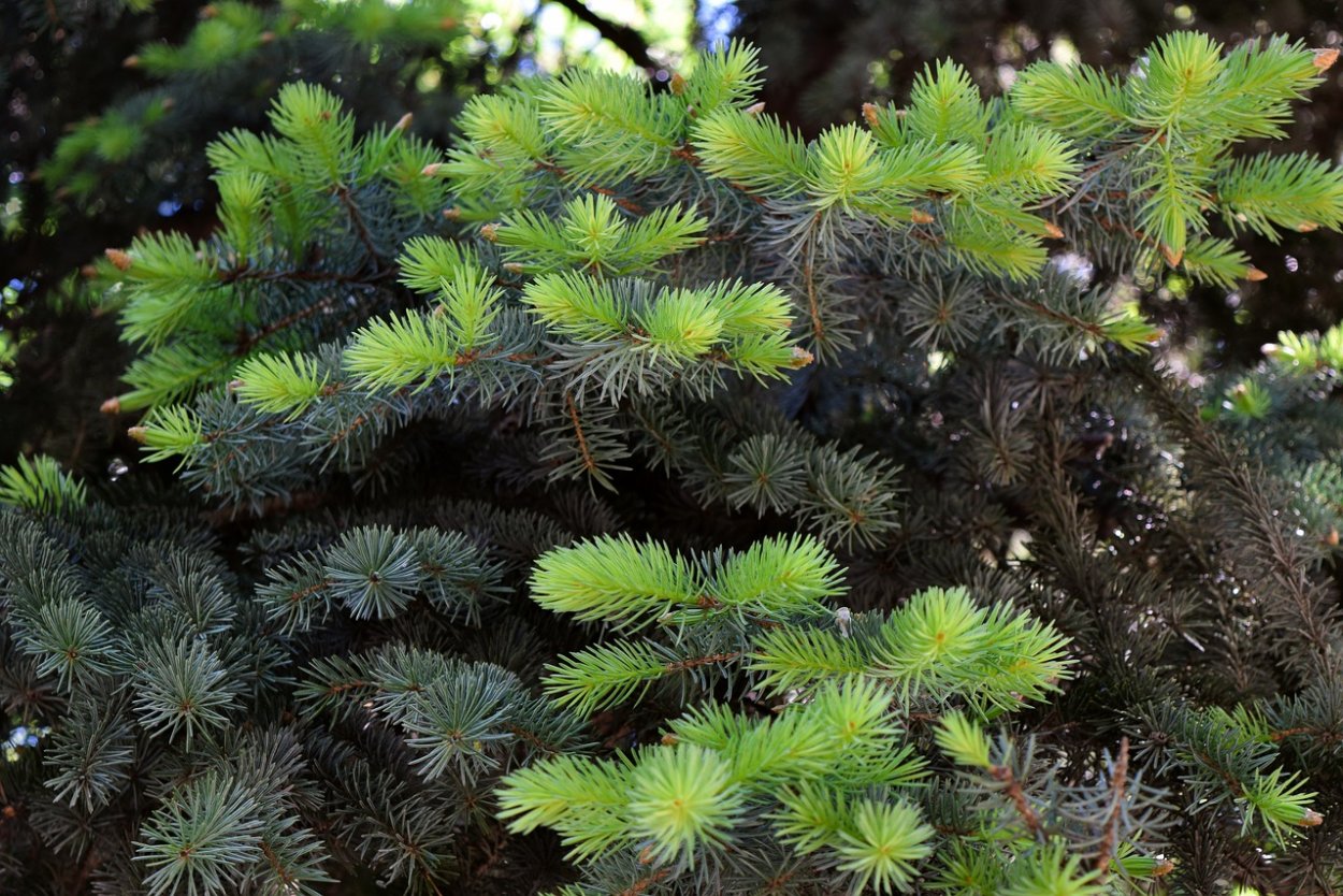 Еловая древесина